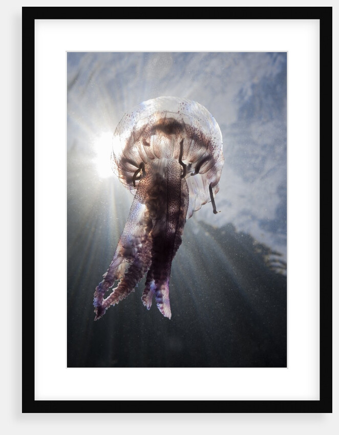 Mauve Stinger Jellyfish (Pelagia noctiluca), Cap de Creus, Costa Brava, Spain by Anonymous
