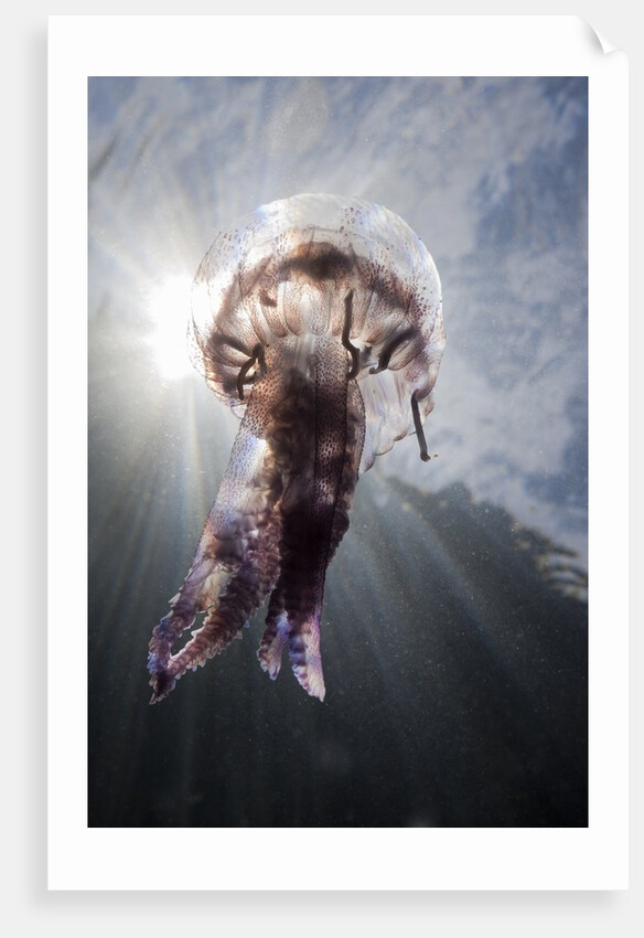 Mauve Stinger Jellyfish (Pelagia noctiluca), Cap de Creus, Costa Brava, Spain by Anonymous