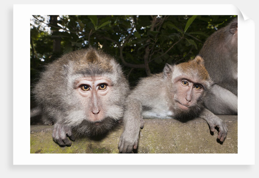 Crab-eating Macaque or Long-tailed Macaque (Macaca fascicularis), Bali, Indonesia by Anonymous