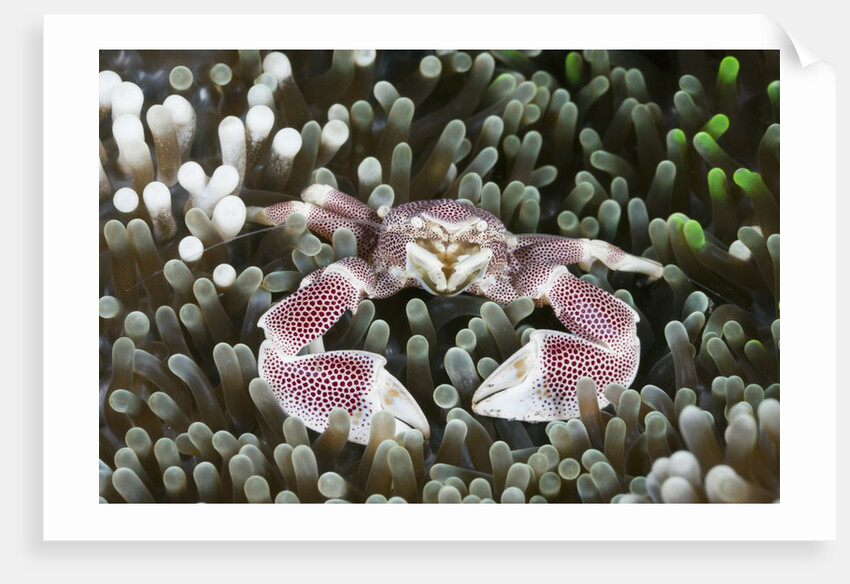 Porcelain Crab in a Sea Anemone (Neopetrolisthes maculatus), Alam Batu, Bali, Indonesia by Anonymous