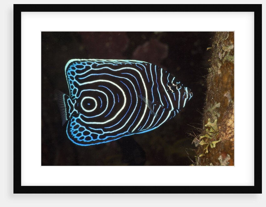 Juvenile Emperor Angelfish (Pomacanthus imperator), Alam Batu, Bali, Indonesia by Anonymous
