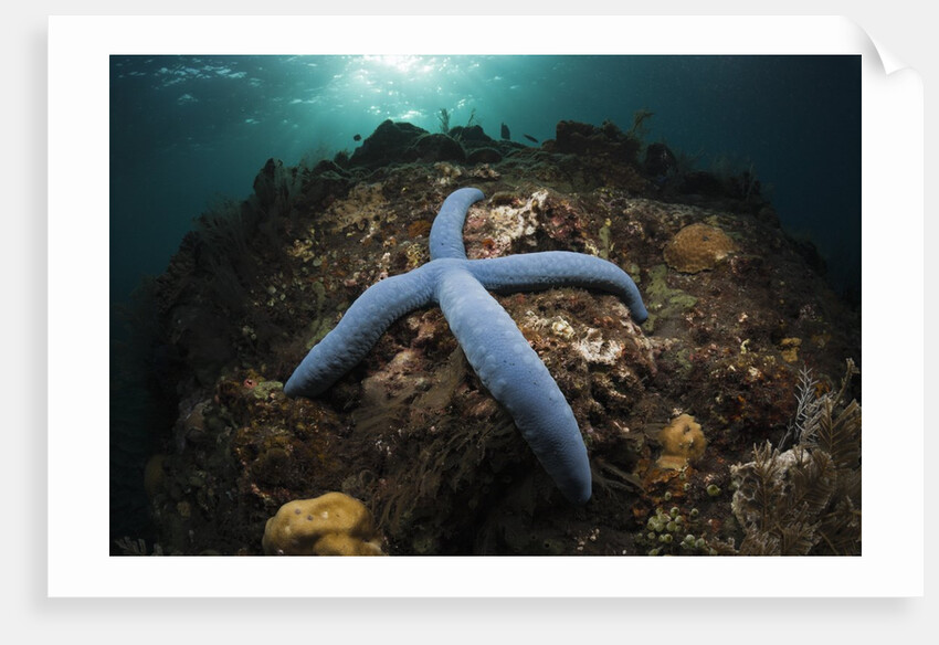 Blue Starfish on a Coral Reef (Linckia laevigata), Alam Batu, Bali, Indonesia by Anonymous