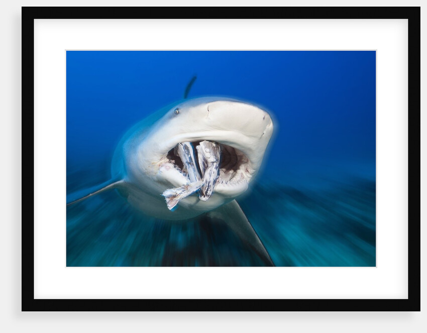 Bull Shark feeding (Carcharhinus leucas), Beqa Lagoon, Viti Levu, Fiji by Anonymous