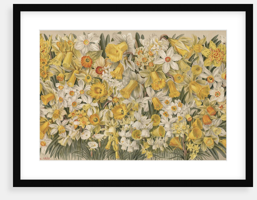 The Daffodil Garden by Anonymous