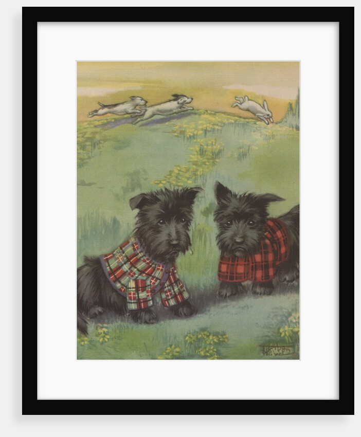 Two black Scottie dogs wearing plaid coats in grassy field by Anonymous