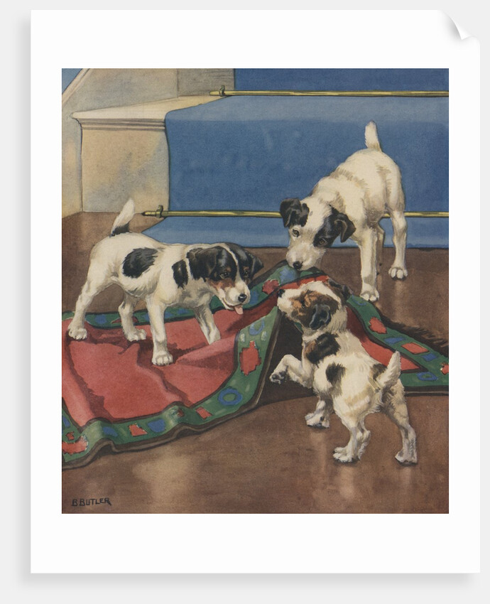 Dogs playing with rug by Anonymous