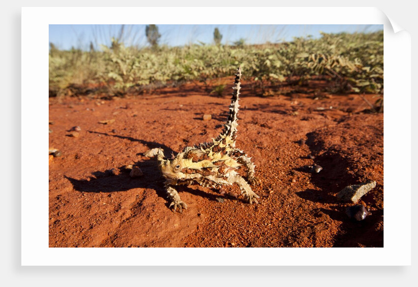 Thorny Devil, Uluru - Kata Tjuta National Park, Australia by Anonymous