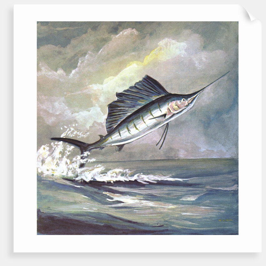 Leaping sailfish by Anonymous