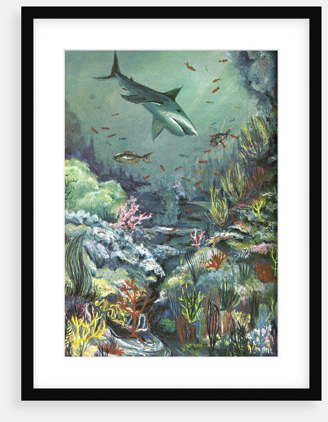 Shark swimming in a coral reef by Anonymous