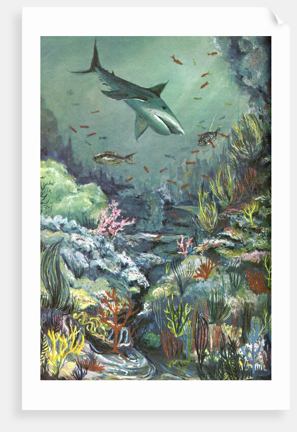 Shark swimming in a coral reef by Anonymous