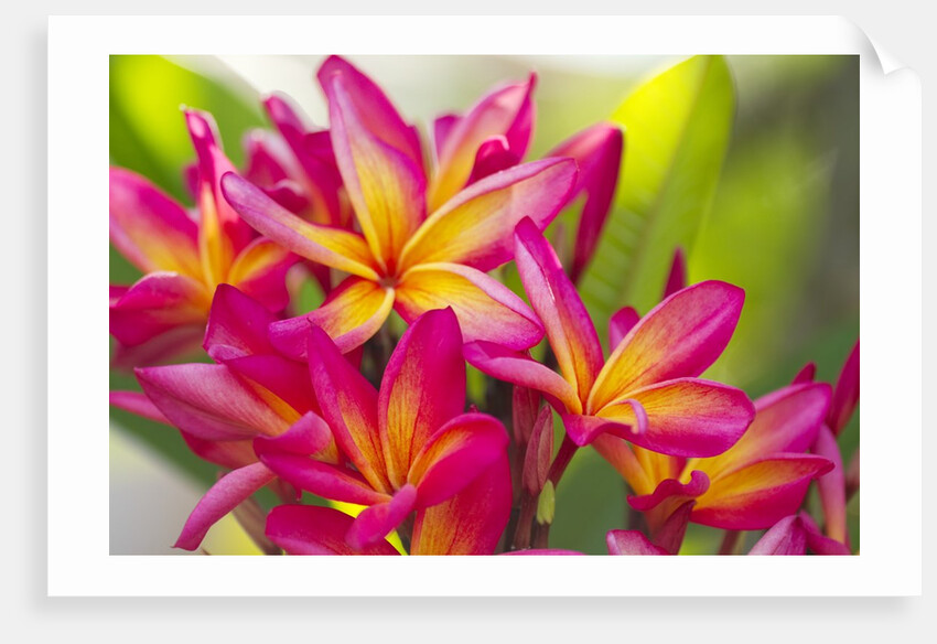Colorful plumeria (Frangipani) blossoms. Maui, Hawaii by Anonymous