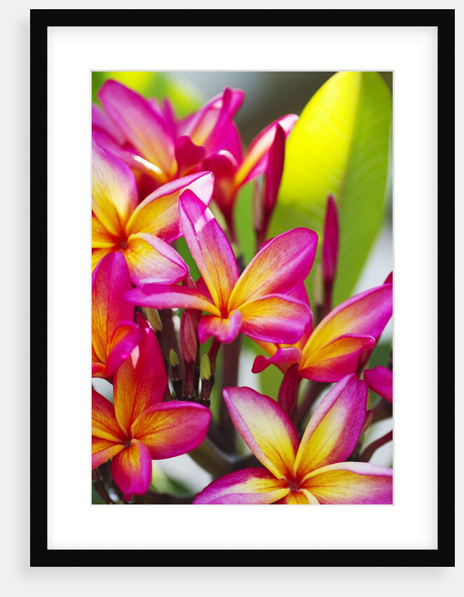 Colorful plumeria (Frangipani) blossoms. Maui, Hawaii by Anonymous