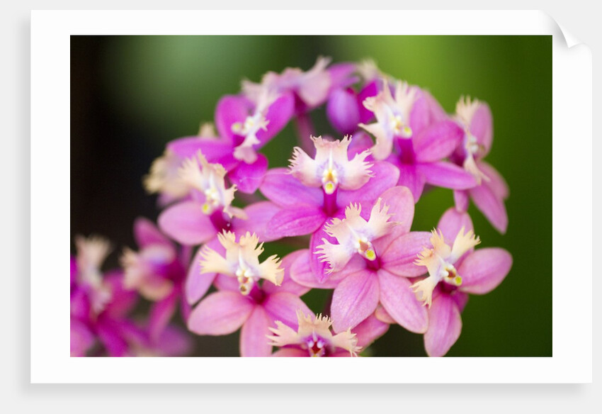 Epidendrum orchids, Hawaii by Anonymous