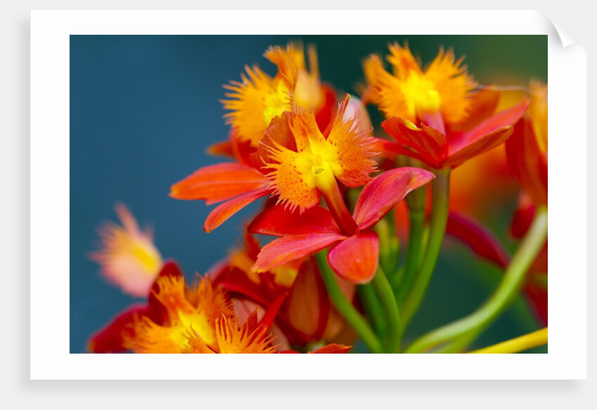 Epidendrum orchids, Hawaii by Anonymous