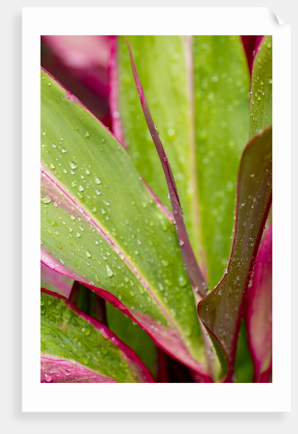 Close-up of Ti leaves, Hawaii by Anonymous