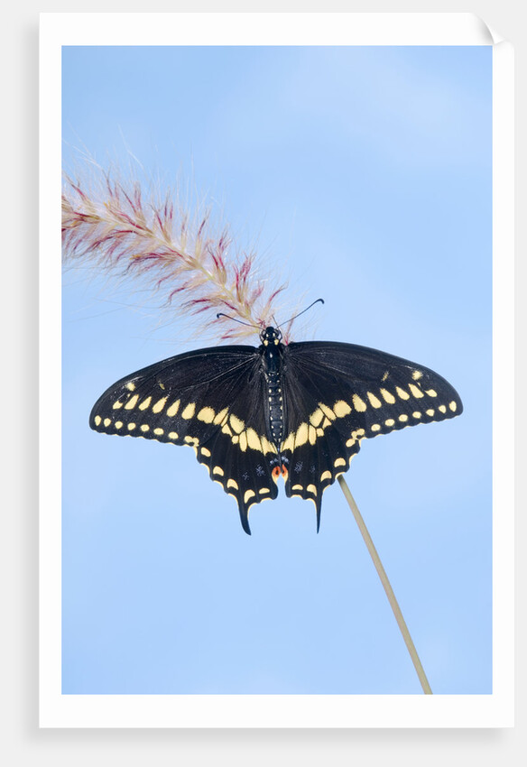 Eastern Black Swallowtail butterfly (Papilio polyxenes asterius) male rests on purple fountain grass (Pennisetum s. rubrum) in summer backyard garden. Nova Scotia, Canada. by Anonymous