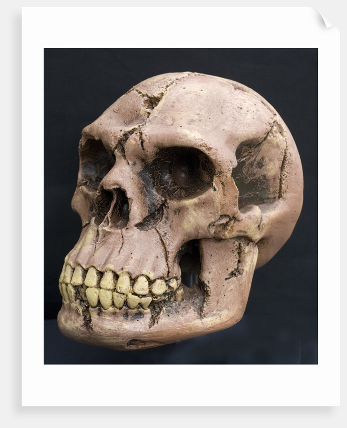 Neanderthal or Neandertal man - reconstructed skull by Anonymous