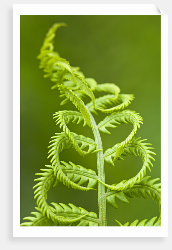 Cinnamon fern's fertile spore-bearing fronds are erect and shorter by Corbis