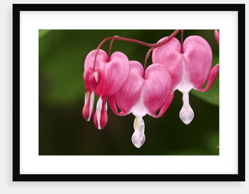 Bleeding heart flowers in garden, Lively, Ontario, Canada by Anonymous