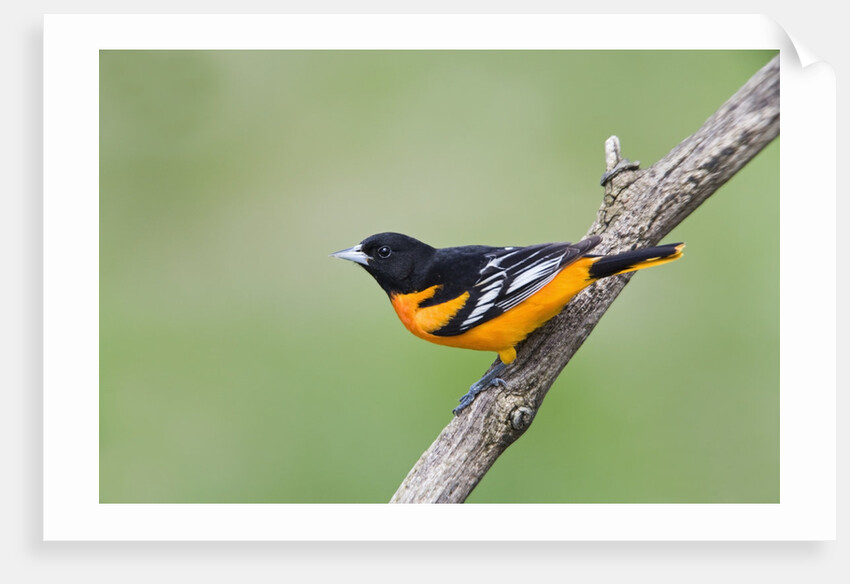 Baltimore Oriole (Icterus galbula), during spring migration, Rondeau Provincial park, Ontario, Canada. by Anonymous