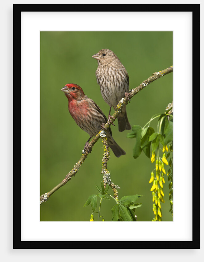 Male and female House finches (Carpodacus mexicanus) on plum blossoms at Victoria, Vancouver Island, British Columbia, Canada by Anonymous