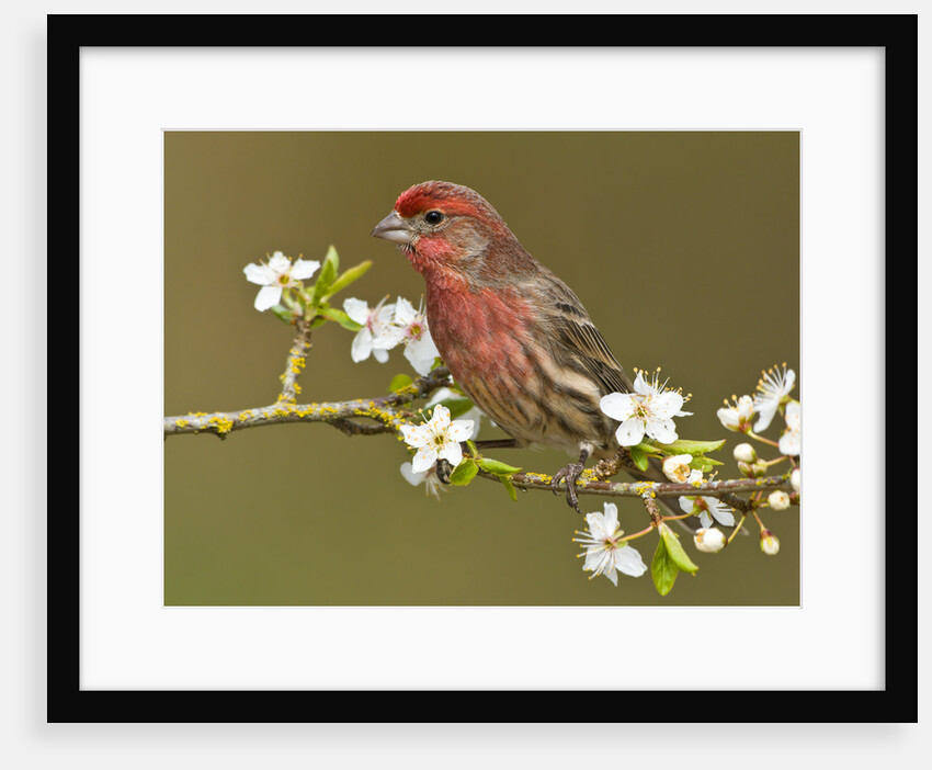 Male House finch (Carpodacus mexicanus) on plum blossoms at Victoria, Vancouver Island, British Columbia, Canada by Anonymous