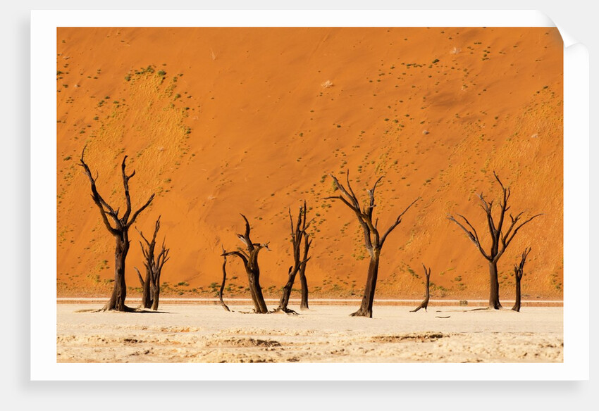 Deadvlei, Namibia by Anonymous