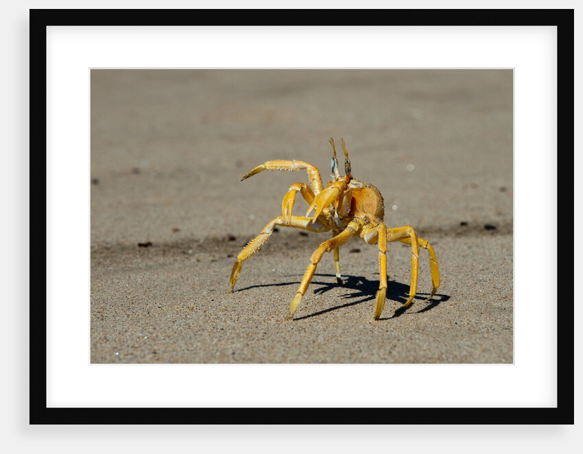 Ghost crab (Ocypode cursor), Skeleton Coast National Park, Namibia. by Anonymous