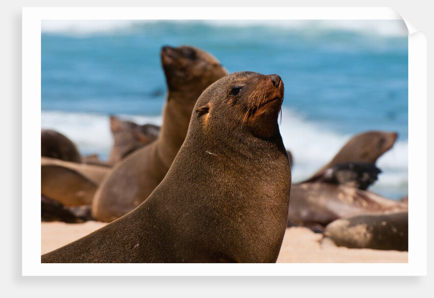 Cape fur seal (Arctocephalus pusilus), Skeleton Coast National Park by Anonymous