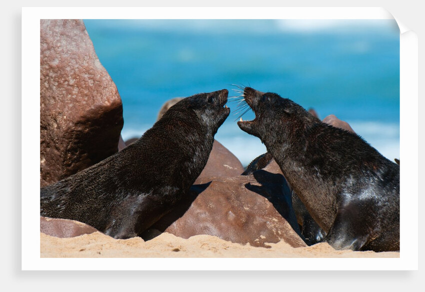 Cape fur seal (Arctocephalus pusilus), Skeleton Coast National Park by Anonymous