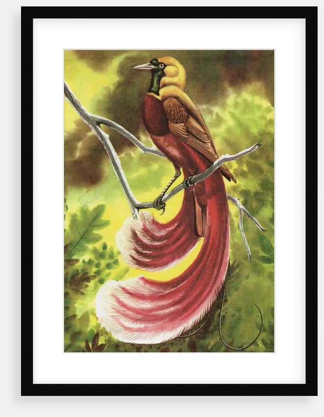 Bird of paradise by Anonymous