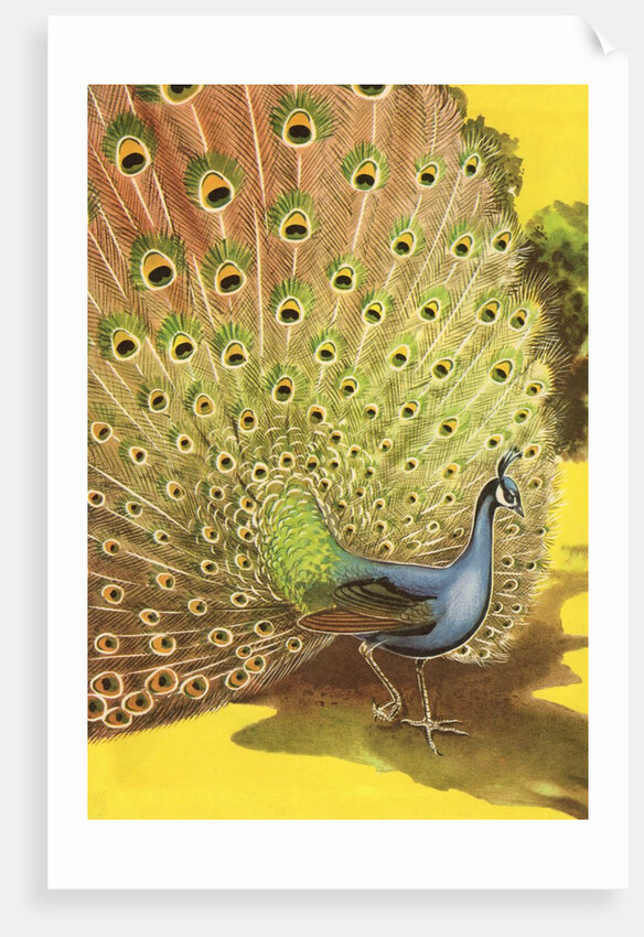 Peacock showing tail feathers by Anonymous
