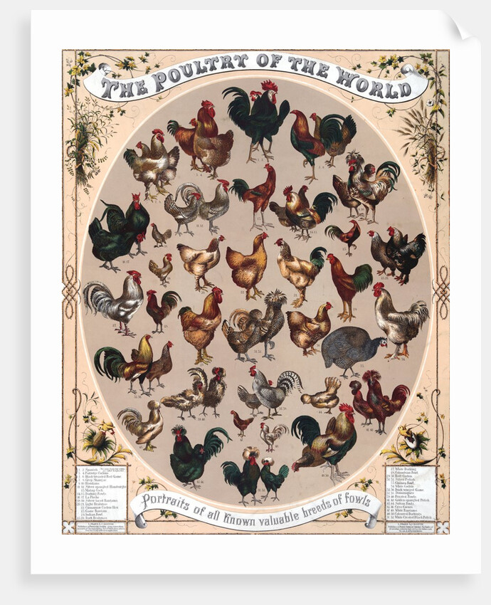 The Poultry of the World by Anonymous