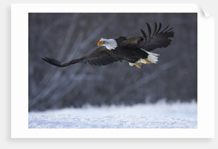 Bald Eagle in Flight over Snow by Anonymous