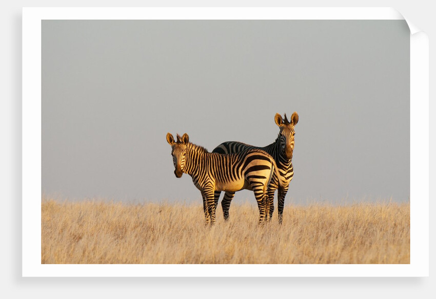 Hartmann's mountain zebra (Equus zebra hartmannae) by Anonymous