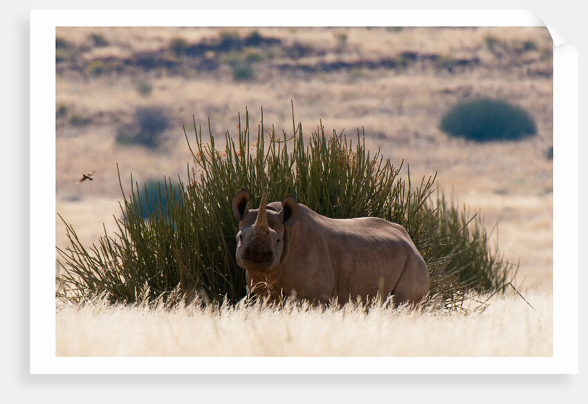 Desert adapted Black Rhinoceros (Diceros bicornis) by Anonymous
