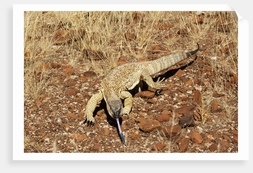 Monitor Lizard by Anonymous