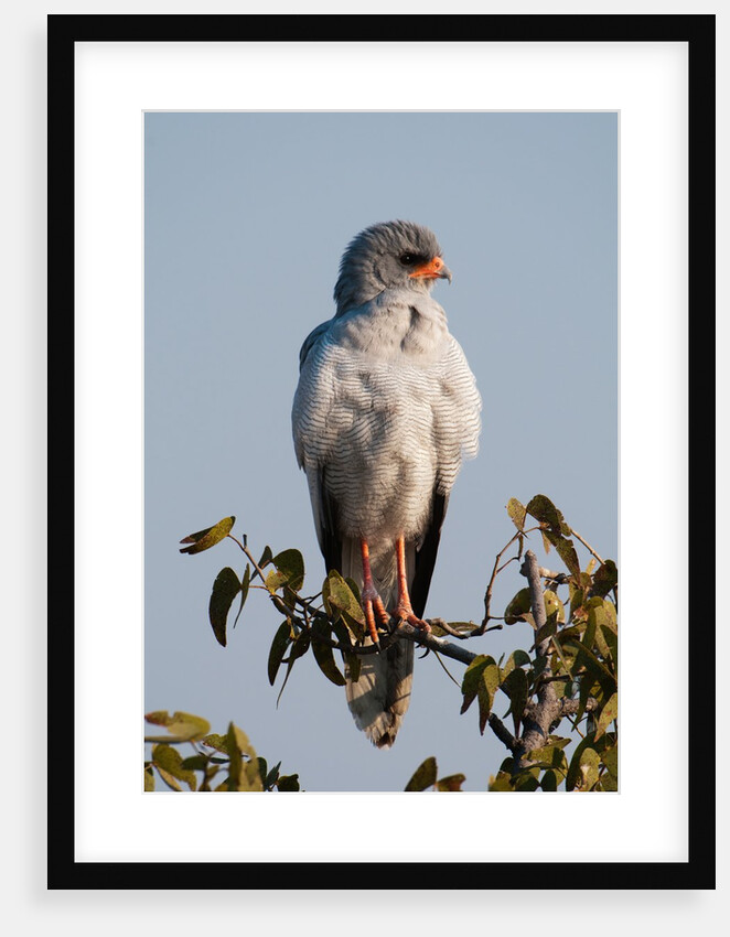 Juvenile Pale Chanting-Goshawk (Melierax canorus) by Anonymous
