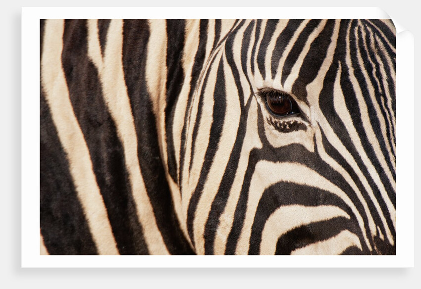 Burchell's zebra (Equus burchellii) by Anonymous