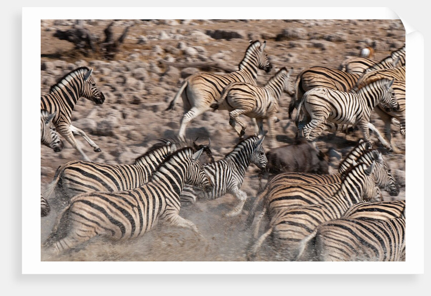 Burchell's zebra (Equus burchellii) by Anonymous