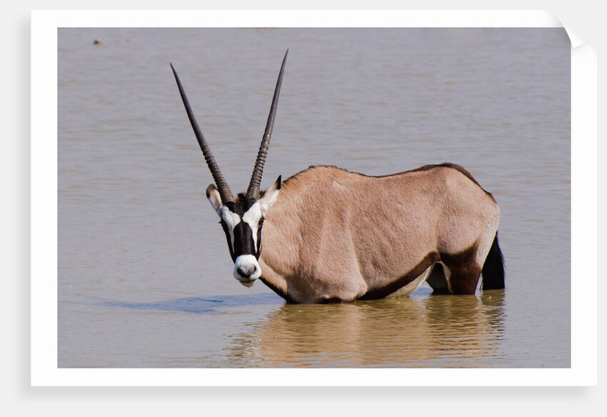 Gemsbok oryx (Oryx gazella gazella) by Anonymous