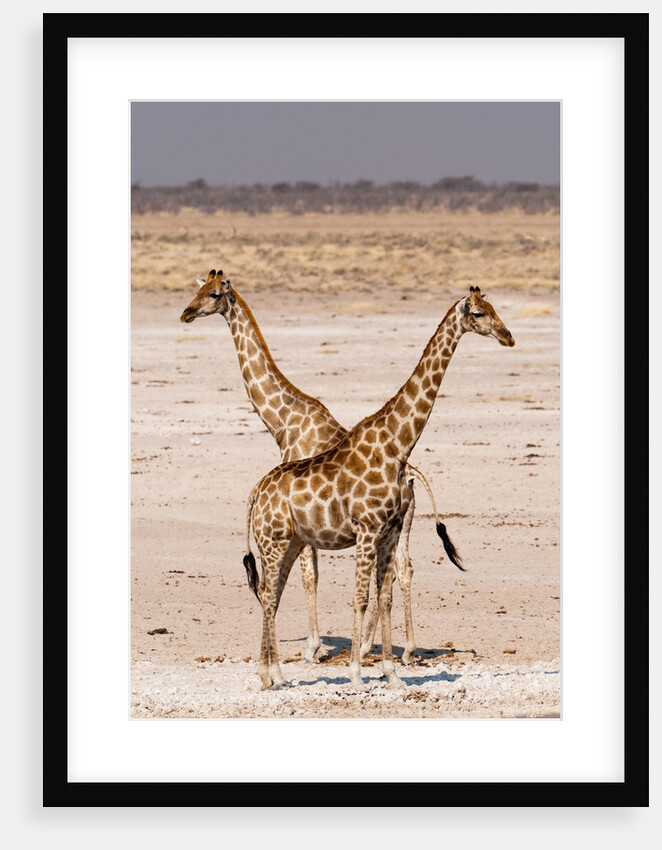 Giraffe (Giraffa camelopardalis) by Anonymous