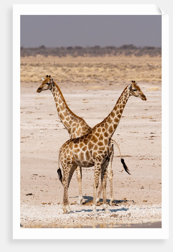 Giraffe (Giraffa camelopardalis) by Anonymous