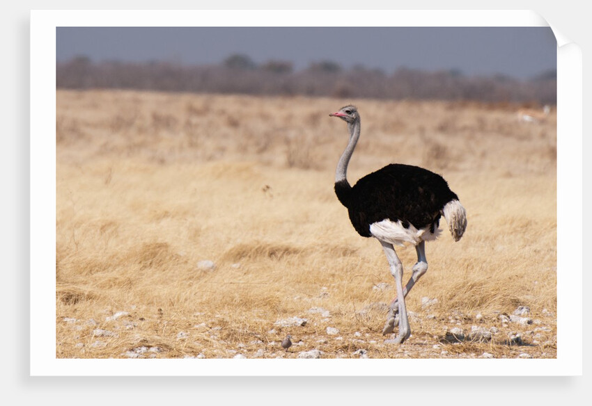 Ostrich (Struthio camelus) by Anonymous
