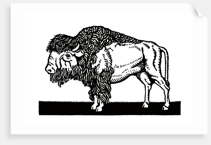 Bison of the Old American West by Anonymous