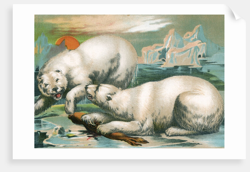 Two polar bears fighting over seal by Anonymous