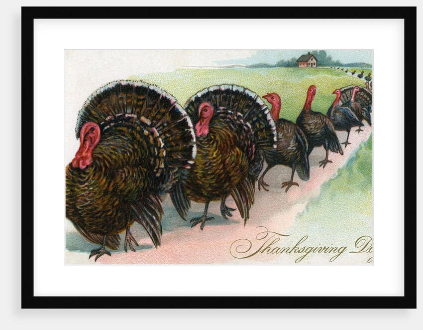 Thanksgiving turkeys marching in line by Anonymous