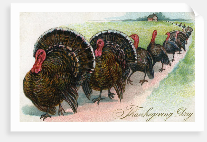 Thanksgiving turkeys marching in line by Anonymous