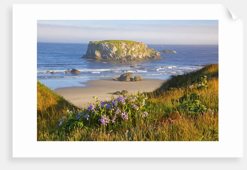 Morning light adds beauty to wildflowers and fog covered rock formations at Bandon State Park, Orego by Anonymous