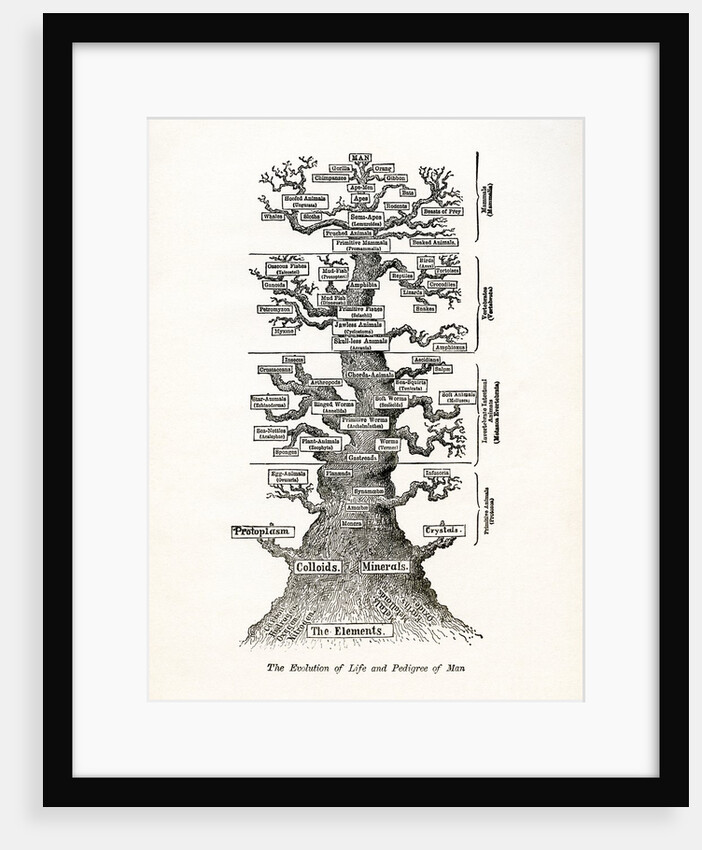 The Evolution of Life and the Pedigree of Man by Anonymous